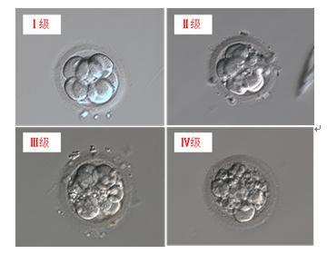 卵裂期胚胎