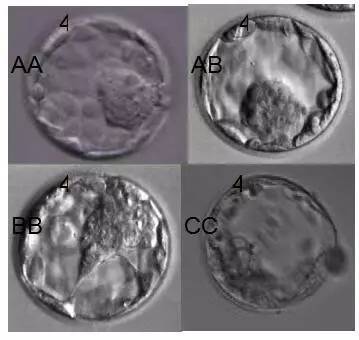 囊胚期的胚胎