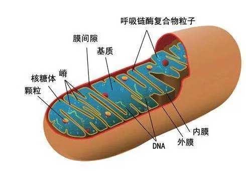 什么是线粒体