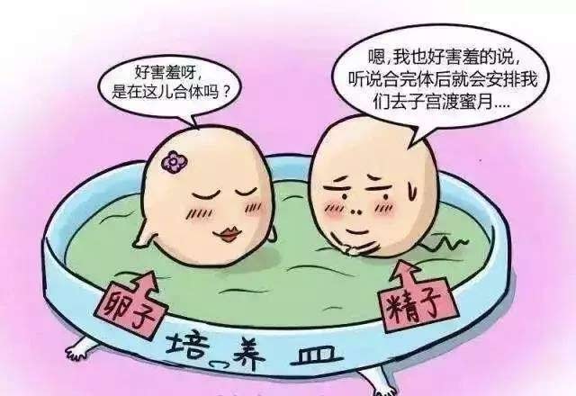 精子和卵子的结合