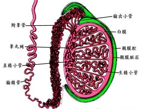 输精管缺如