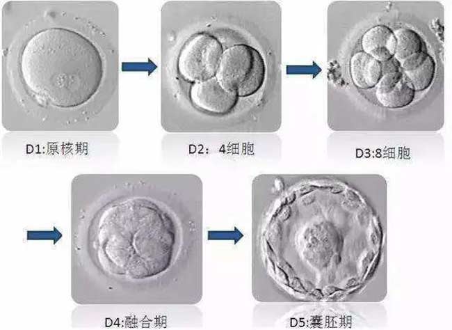不同时间的胚胎变化